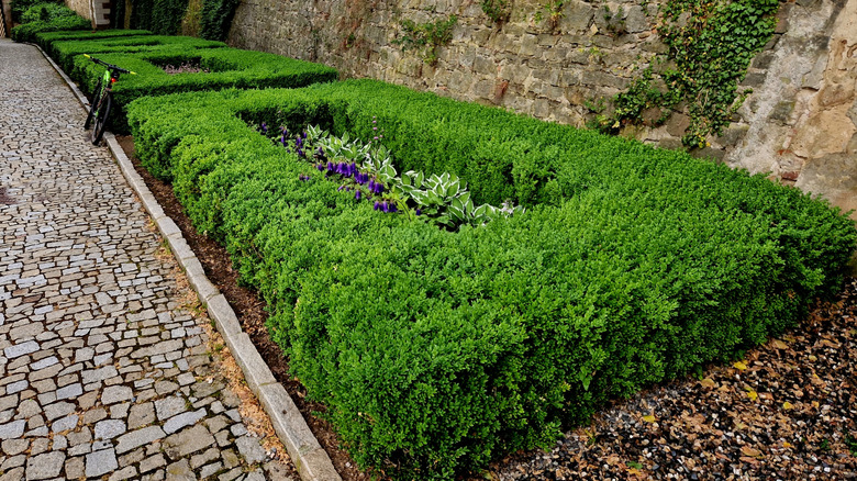 Boxwood hedges cut low
