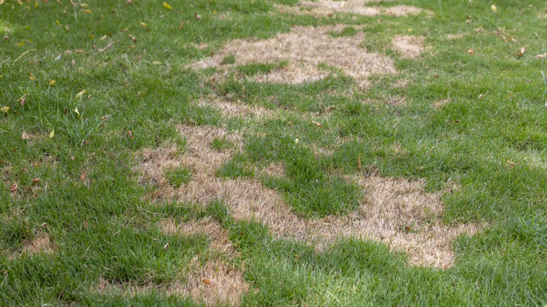 Dry and damaged grass