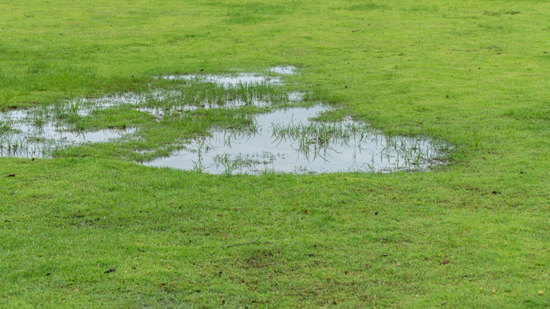 Grass with standing water pooling on it
