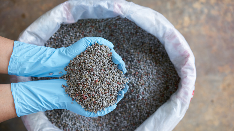 A person wearing blue plastic gloves and holding fertilizer in their cupped hands above a sack of fertilizer