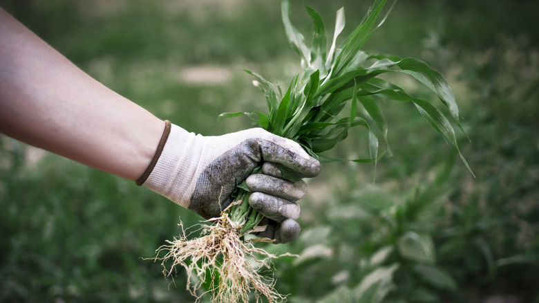 Person holding weeds in their hand and wearing a gardening glove