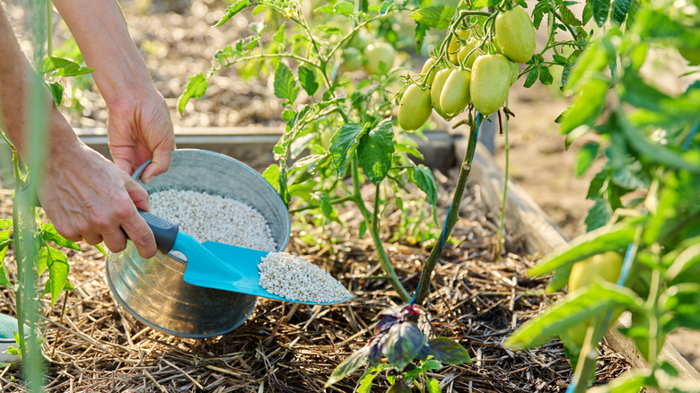 A person continuing to fertilize a tomato plant that has already grown green tomatoes