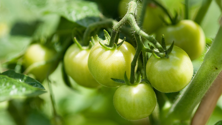 Unripe tomatoes on a vine