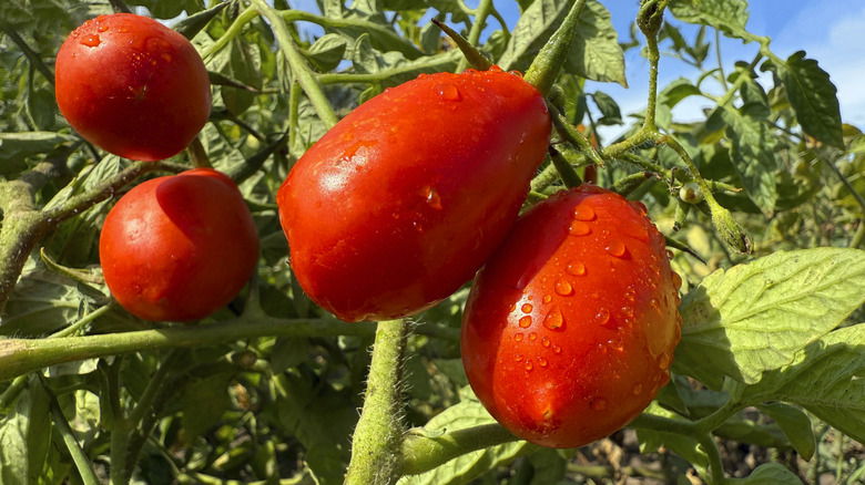 Ripe Roma tomatoes on a vine in a garden setting