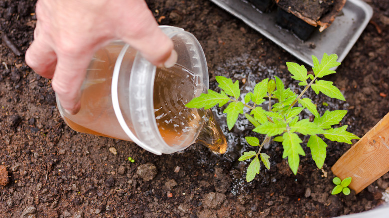 Close-up of a person fertilizing a single tomato seedling