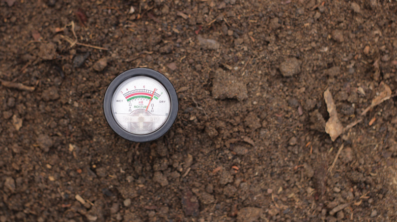 A pH reader in the soil of a growing bed