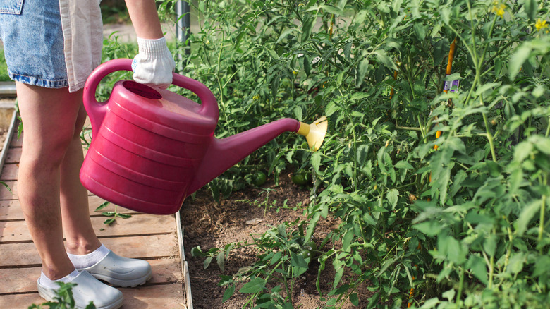 A person watering tomato plants with a watering can