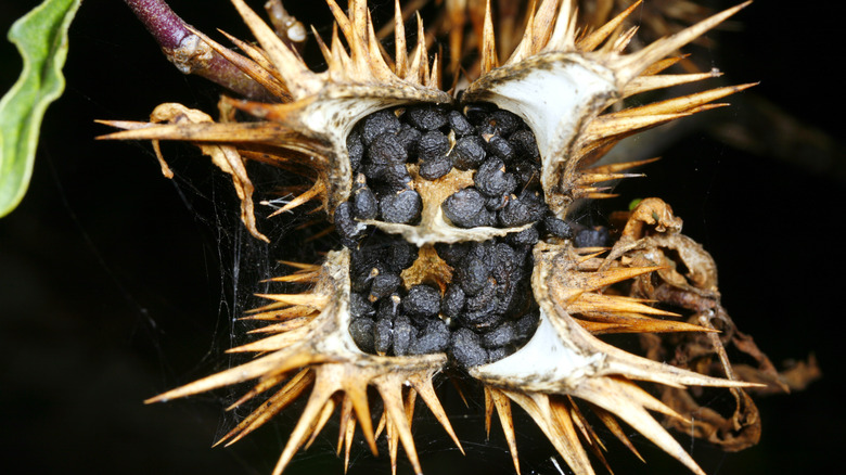 thorn-apple seed pod poisonous