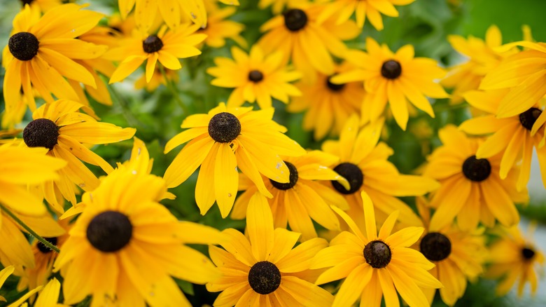 Bright yellow black-eyed Susan flowers