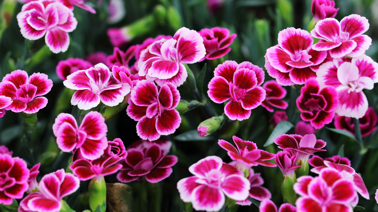 Bright pink dianthus flowers