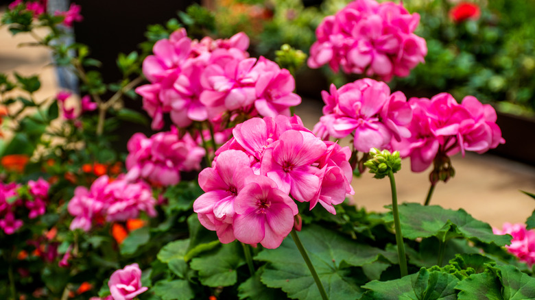 Vibrant pink geranium flowers