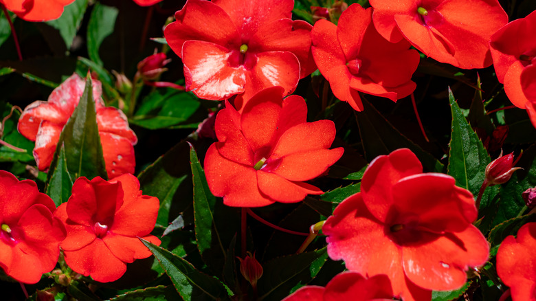 Luxuriant red Impatiens flowers