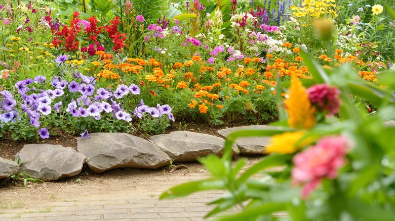 A colorful garden full of different flowers