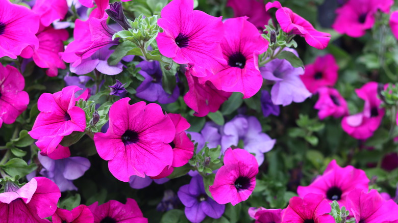 Pink and purple petunia flowers
