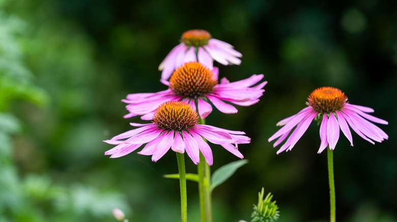 Purple cone flowers in a garden