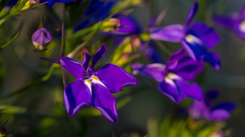 Purple lobelia flowers in bloom