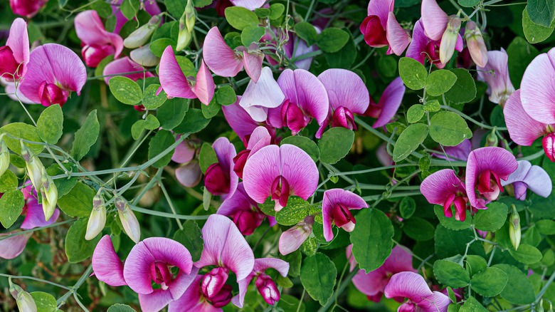 Pink sweet pea flowers in bloom