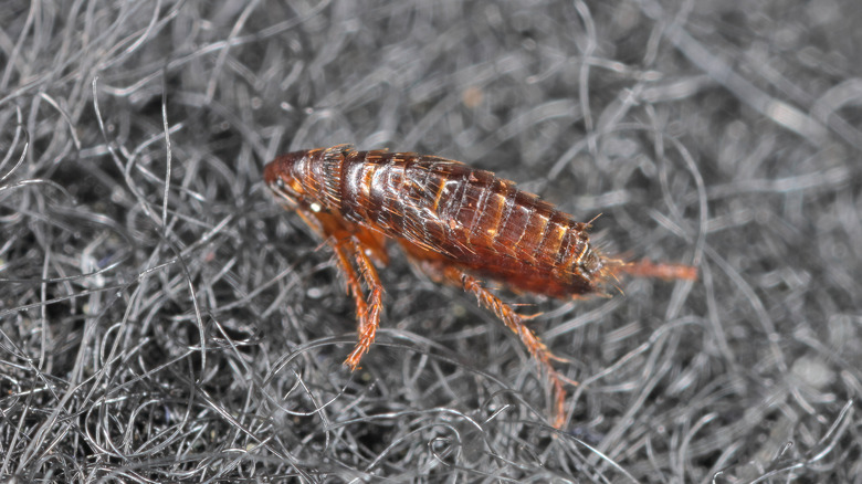 Close-up of a flea parasite on a gray carpet