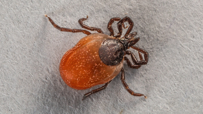 A close-up of a deer tick on light gray upholstery.