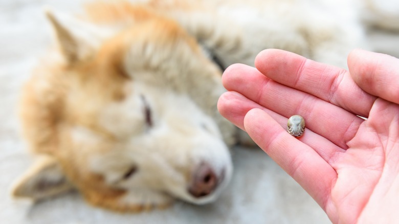 A person holding a tick that's plump with eggs beside a sleeping dog.