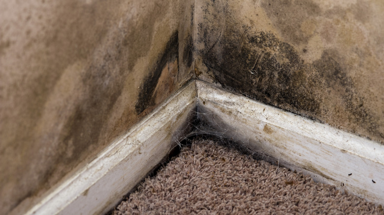 The corner of a wall with mold growing on the carpet, baseboard and wall.
