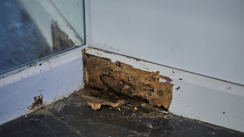 A corner of a baseboard with decay, rotting wood and some exit holes from pests.