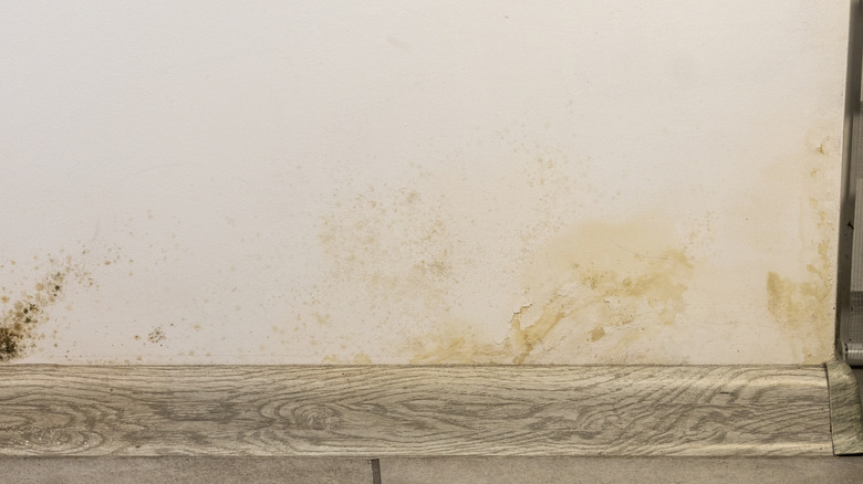 Black mold on a cream wall