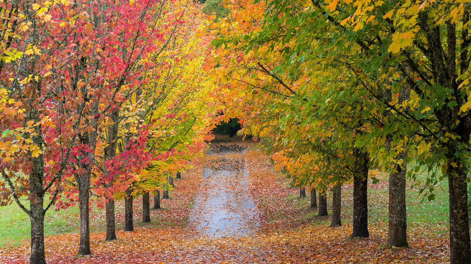 11 Small Trees That Add Color To Your Landscape Without Damaging Your