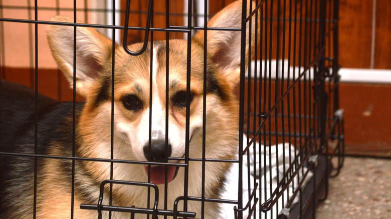Corgi in a cage