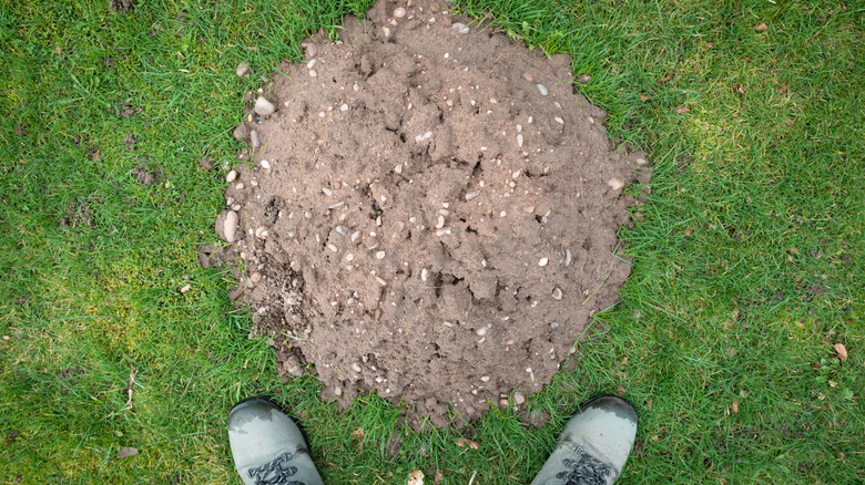 Top-down shot of a person's feet as they stand over a fresh mole hill