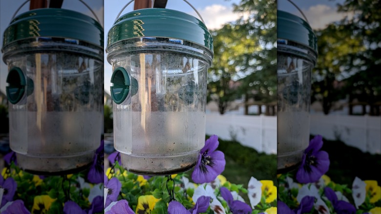 Close-up of ZwrKing's Solar Wasp and Bee Trap hanging above a flower bed