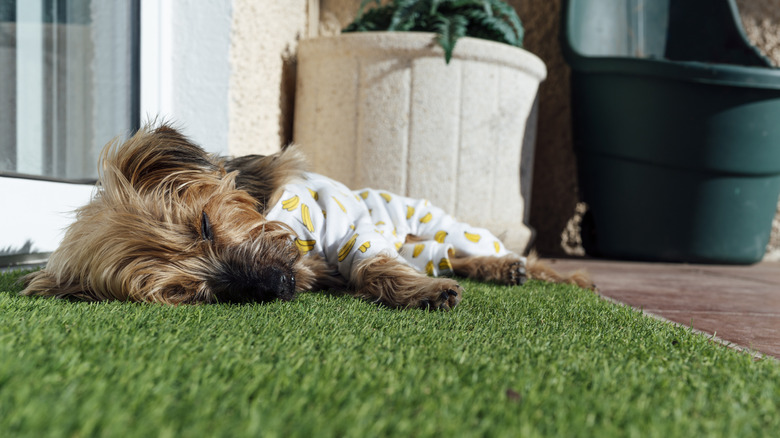 puppy napping on faux turf mat