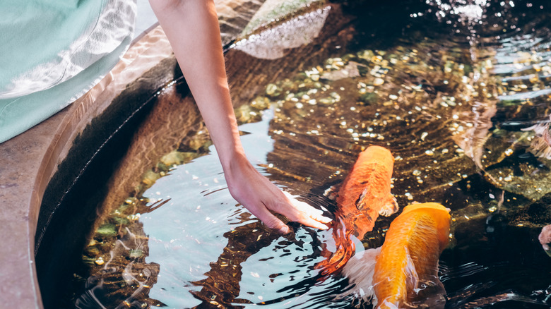 Person putting hand into koi pond