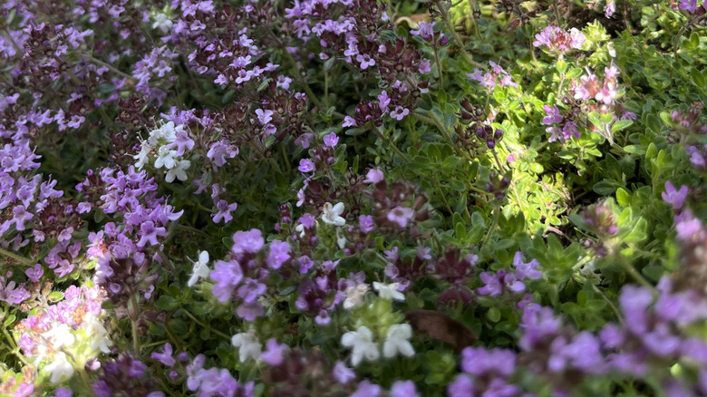 Purple ground cover plants