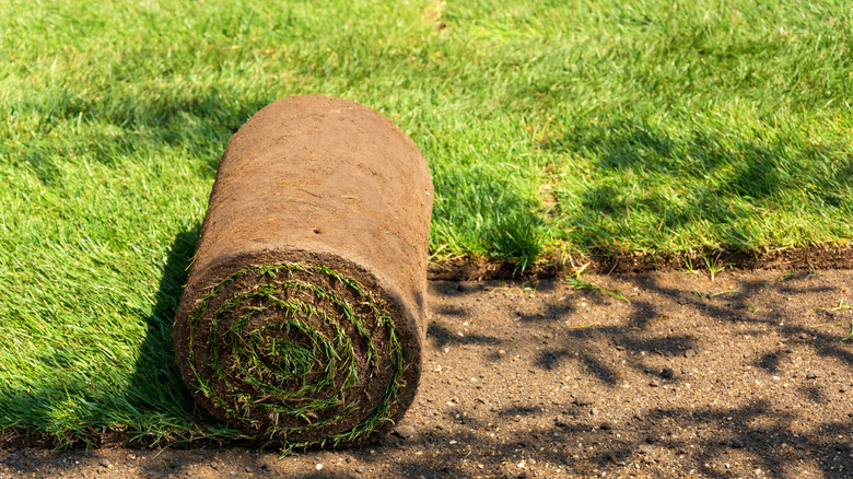 Roll of sod in yard