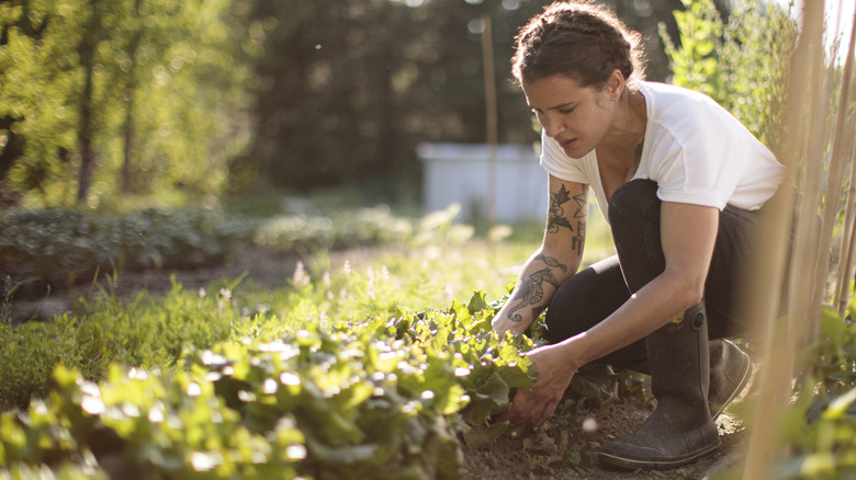 Person working in vegetable garden