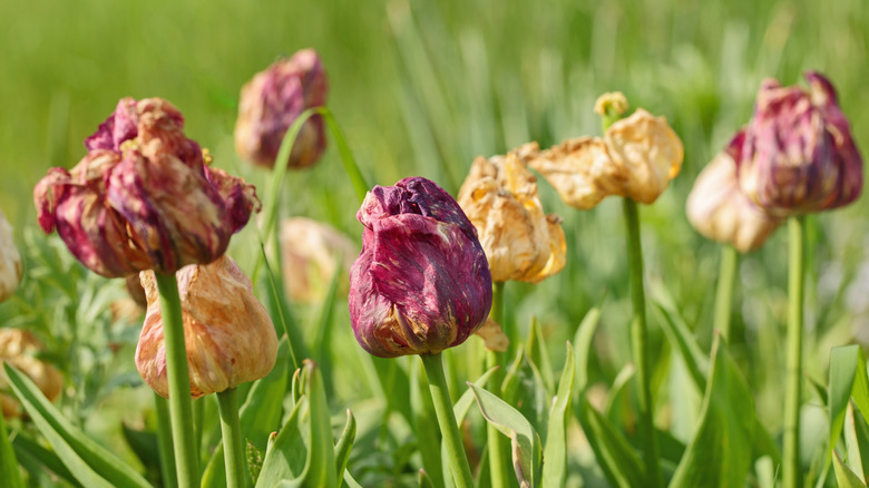 Withered tulips in a tulip field.