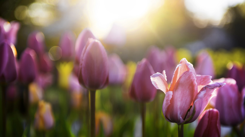 Tulips growing in the sunshine