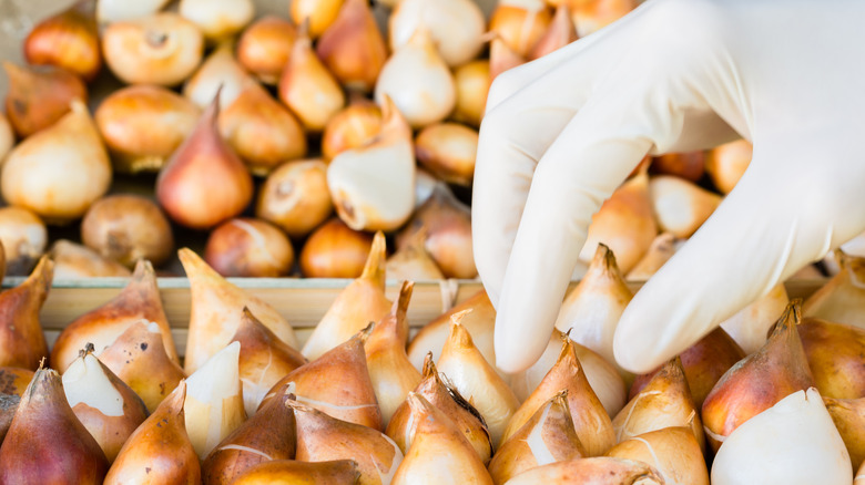 Tulip bulbs stored in boxes for shipping