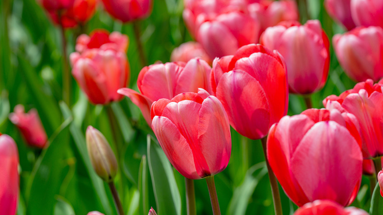A garden full of pink tulips and green stems.