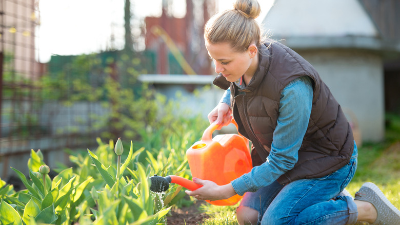 Watering tulips with watering can in spring time