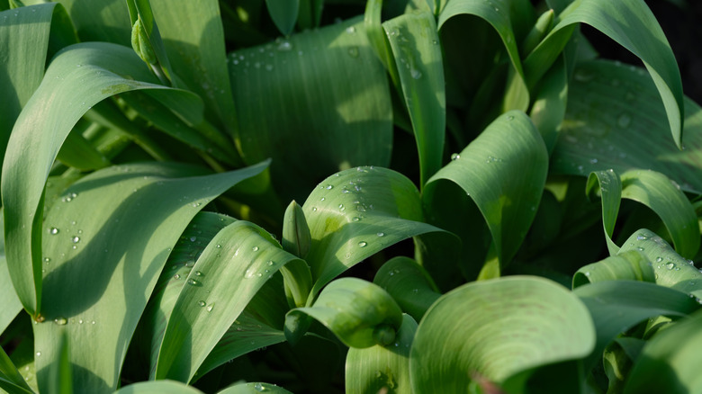 Close-up of overlapping tulip leaves, curved and vibrant green.