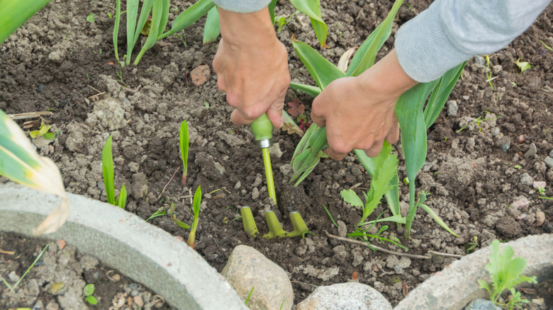 A gardener digs up tulip bulbs for winter storage
