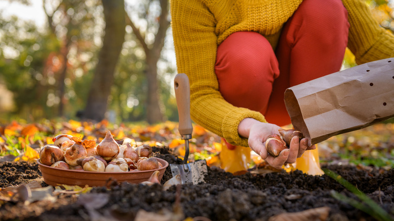 Woman planting tulip bulbs in a flower bed during a beautiful sunny autumn afternoon.