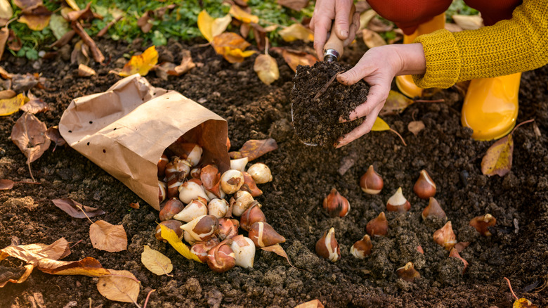 Woman planting tulip bulbs in a flower bed during a beautiful sunny autumn afternoon.