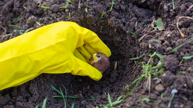 A gardener plants a tulip bulb in an earthen hole.