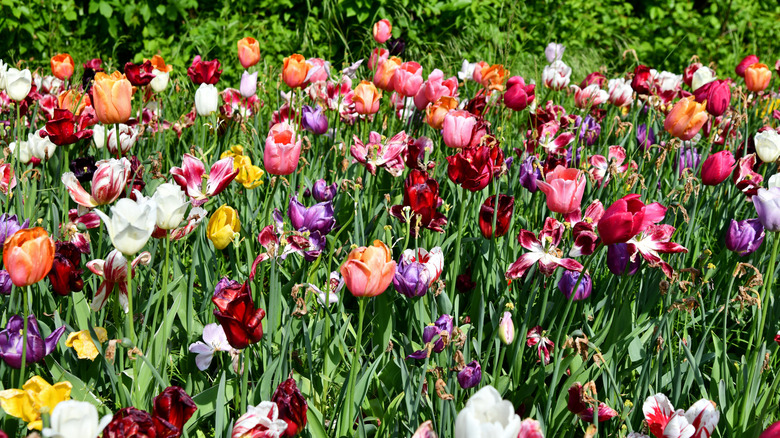 Spent tulips at the end of spring