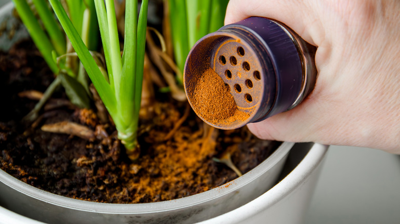 Using powdered cinnamon on house plant as fungicide