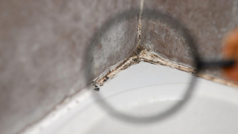 Inspector using a magnifying glass while inspecting poor-quality sealant in a bathroom covered in black mold