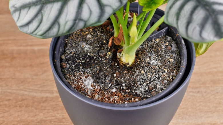 Mold growth on soil in houseplant flower pot